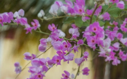 ��ѡ�����������ӻ���77��