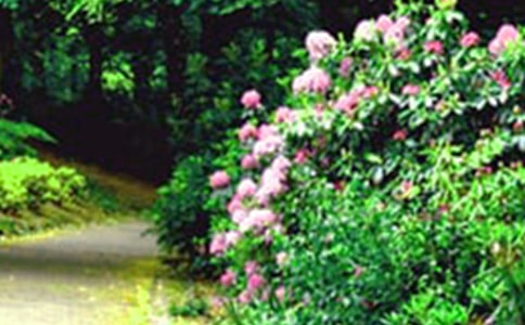 ���ţ������Ļ�԰����15ƪ