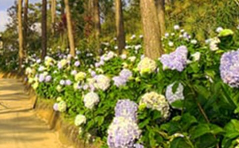 ������԰�̰�