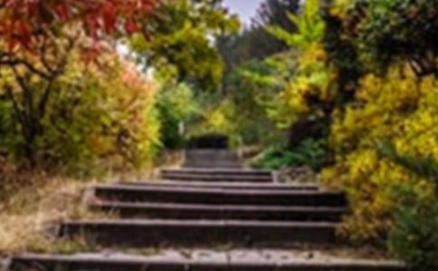 �ҼҵĻ�԰���ġ�����11ƪ��