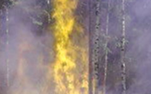 �����¼�Ӧ��Ԥ��