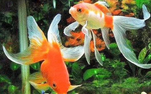 С����Ĺ۲��ռǷ��ģ���ѡ6ƪ��