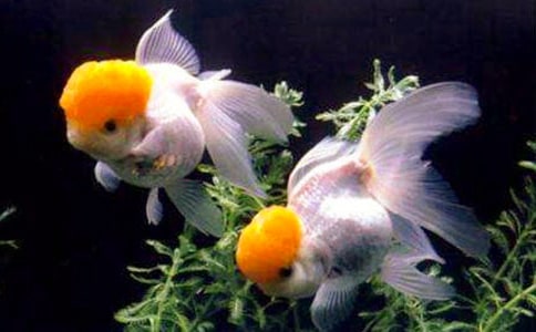 �ɰ���С���㼯��[15ƪ]