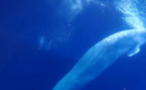 鲸鱼的故事