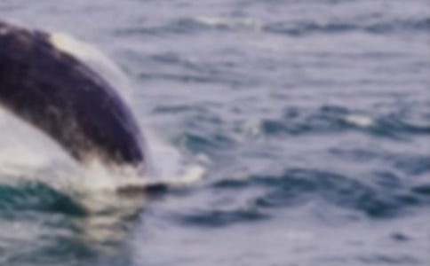 ��������ľ�����ôд