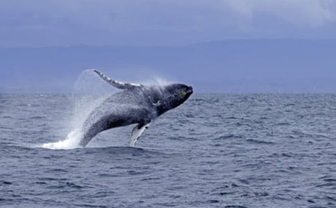 鲸鱼的单词怎么拼