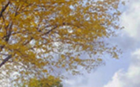 ��ɫ��������