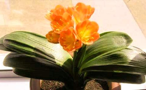 ��ϲ���ľ���������