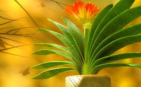 ������������ɢ��