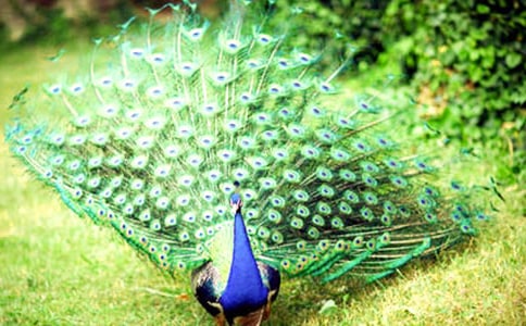 ��ȸ��������