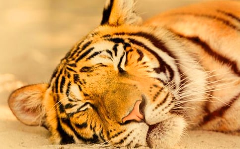 �¶���������ϻ�