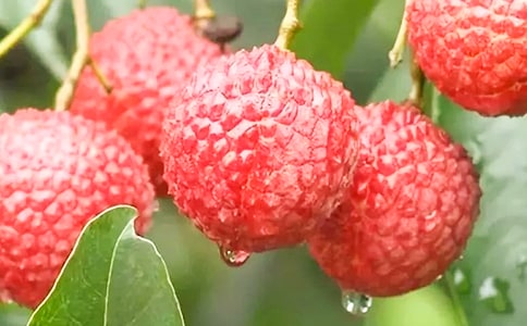 ������֦��.ʫ������