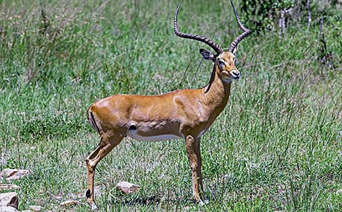 ��·��С����