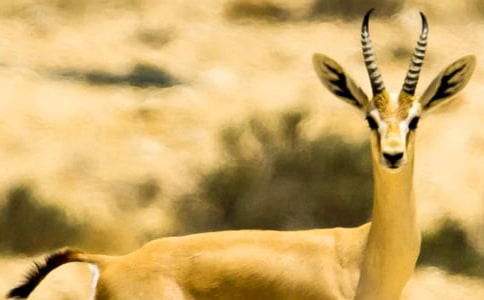 ���������Ķ���ϰ