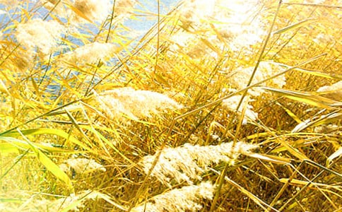 «έ��ǰ����