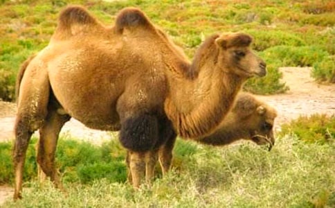 �����̵Ĺ�Ч����������Щ