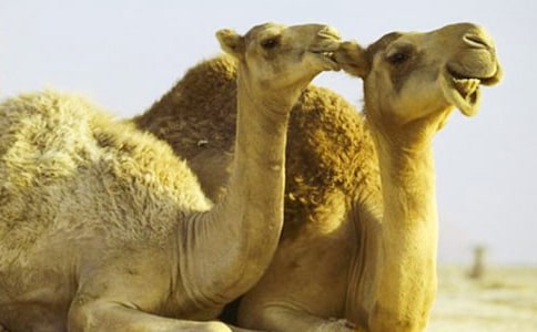 ���պ���Ĺ��¡�����