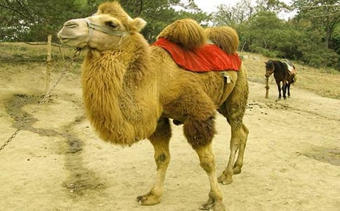 ���ر������յ�����30ƪ