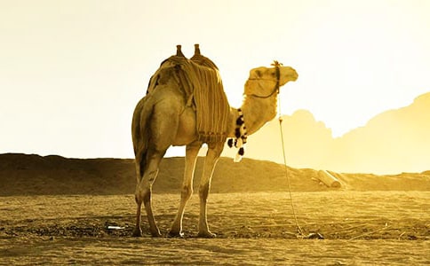 �����տ���