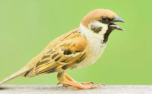 ����һֻ��ȸ����