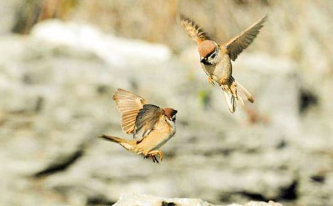 ������ȸ�����Ｐ��