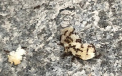 了不起的蚂蚁作文(精选3篇)