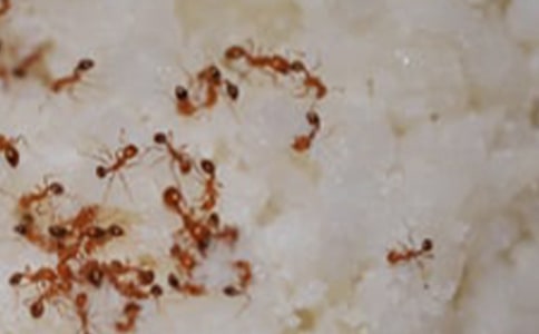 ����һֻ�������ġ�����