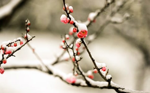 有关我爱梅花的随笔