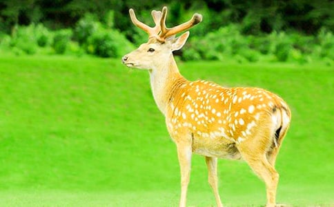 ����÷��¹��ʫ������Щ