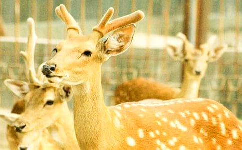 ����÷��¹��ʫ��