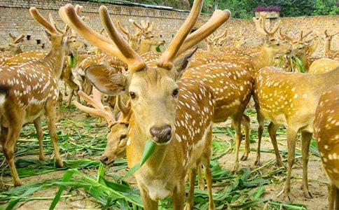  ��һֻ÷��¹�����꼶�ϲ�˵�θ�