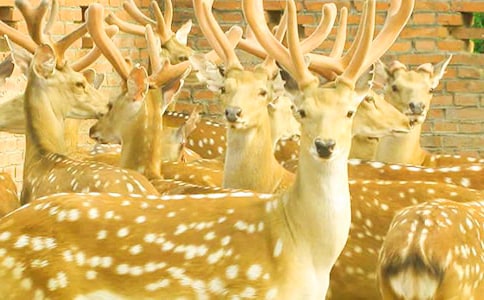 大象救梅花鹿作文