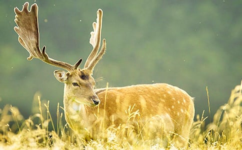 ����÷��¹�����꼶���ķ��ģ���ѡ7ƪ��