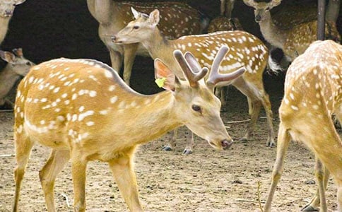 ����÷��¹��ʫ��