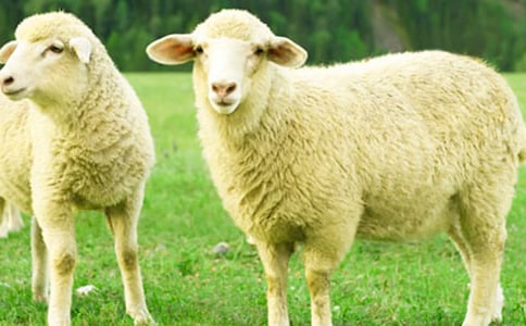 ��С���������ˡ��̰�