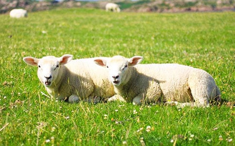 �������С�������з���