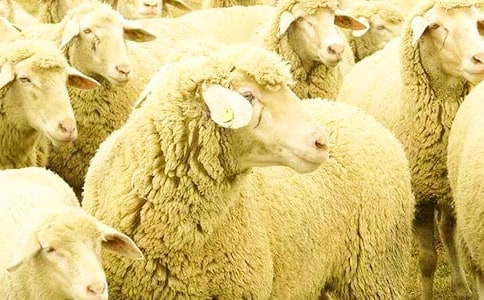 ���������С����Сѧ�������