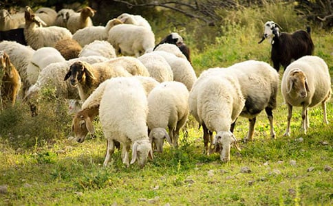 �������С��������