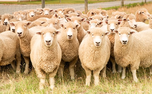 �ɰ�С����С�����ʽ̰�����ѡ11ƪ��