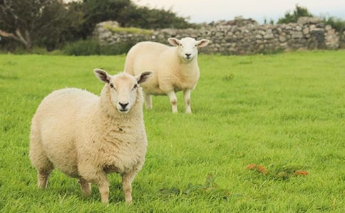 ����������򡷶����800��