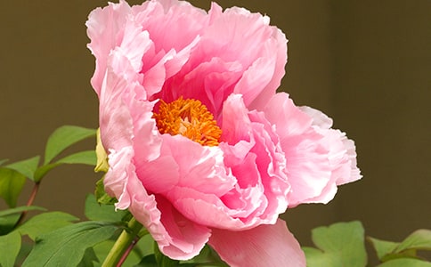 ӽĵ��ԭ�ġ����롢����