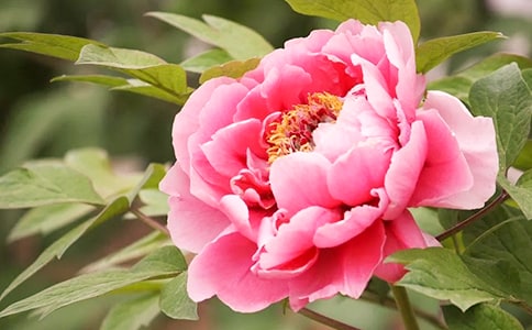 ĵ��ԭ�ķ��뼰���������š�