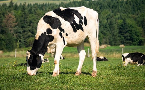 奶牛巴鲁(一)-初三作文