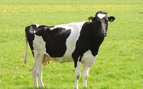 ����������ţ��˵�θ�ģ��