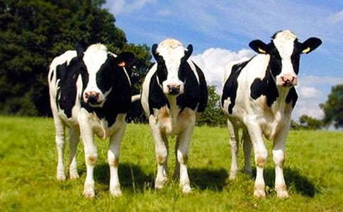 �ι���ţ������