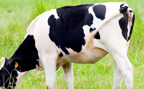 ����������ţ����д����550��