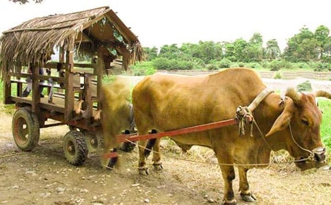 ��ţ�����صļ���ɢ��