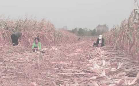 ��ٵ�ũ������Сѧ500���ռ�