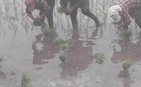 ��һ�Ͷ���ũ���ĵ���ᣨ��ѡ5ƪ��