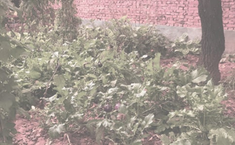 农作物抗旱汇报范文(通用5篇)